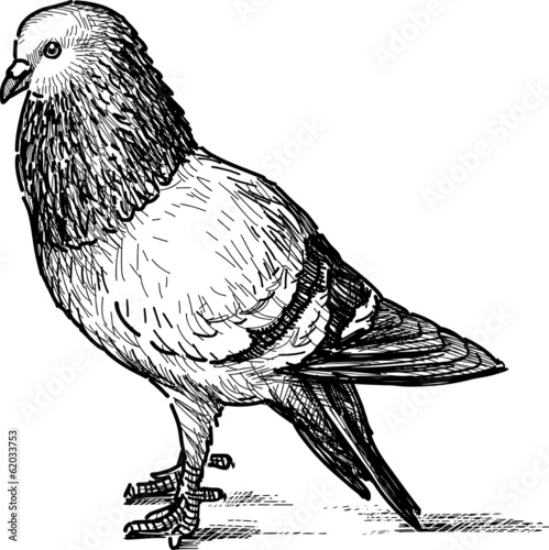 city pigeon