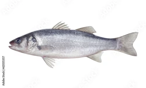 Panel kuchenny z motywem fish seabass Isolated on the white background