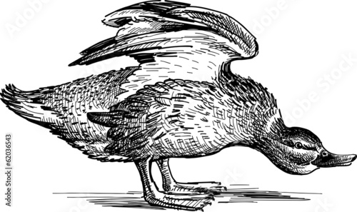 angry duck