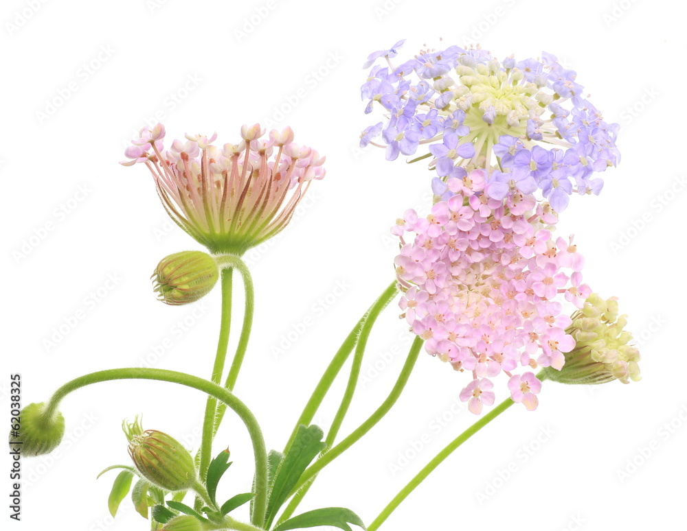 Obraz premium マツムシソウ