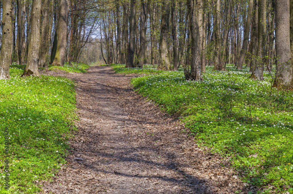The path between the fields of blooming flowers in the spring fo The path between the fields of blooming flowers in the spring fo