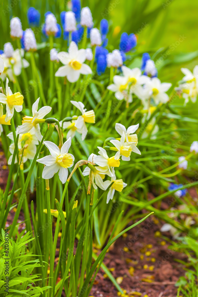 Early Dwarf Narcissi Early Dwarf Narcissi
