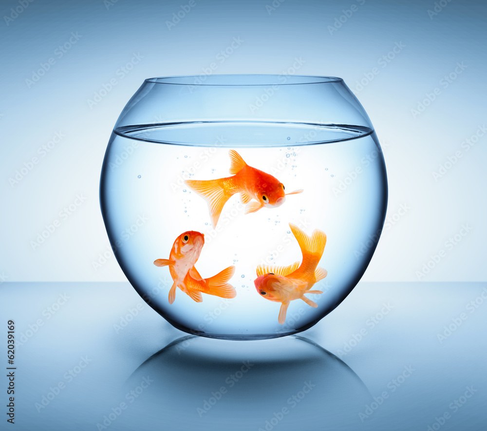 goldfish in recycle concept Stock Photo Adobe Stock