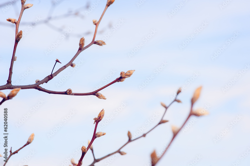 budding tree in the spring