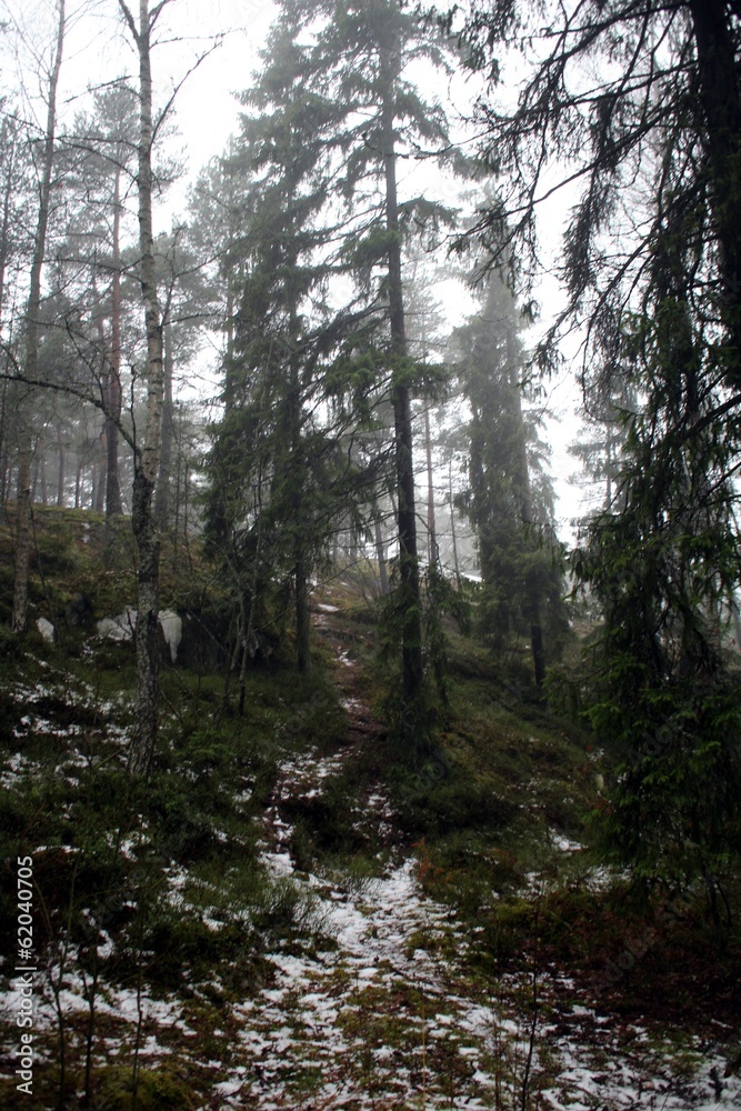 Obraz premium Finnish forest in February