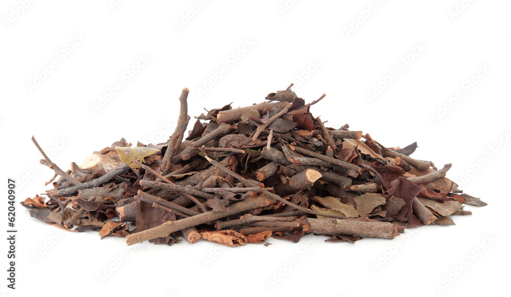 Fototapeta premium Mulberry Mistletoe Stem