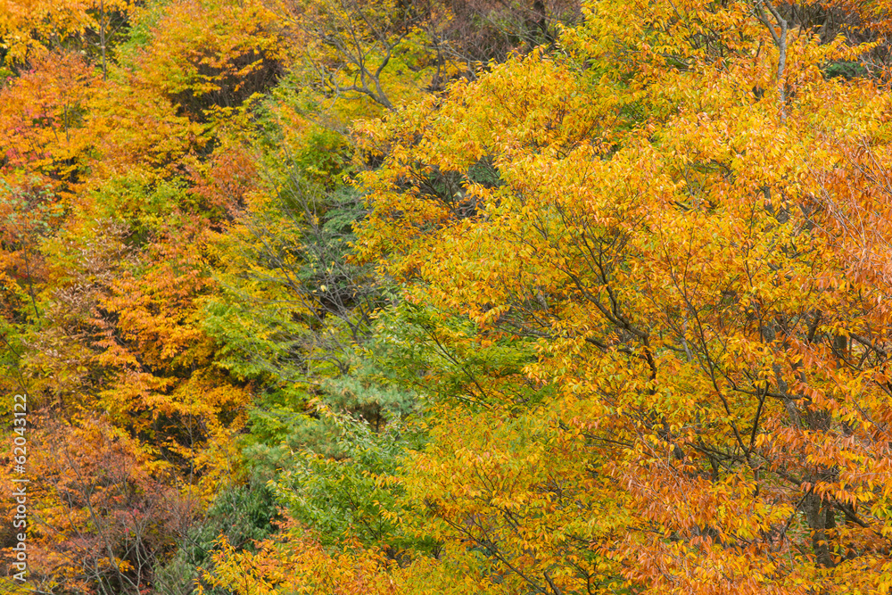 Forest in autumn Forest in autumn