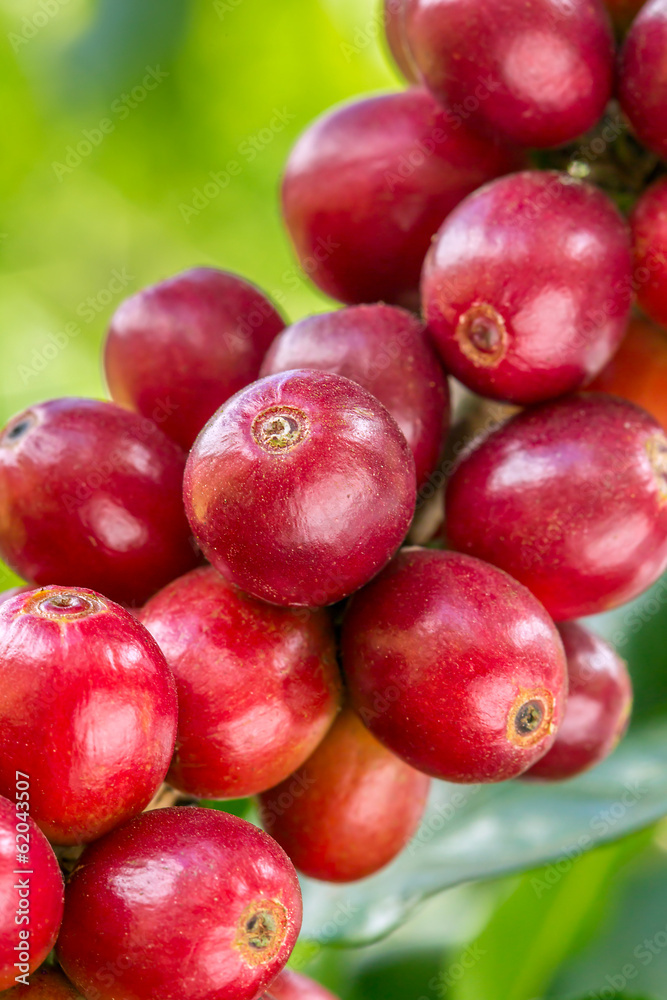 Coffee beans ripening on a tree