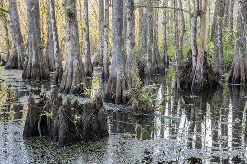 Swamp Stump At Slough Preserve