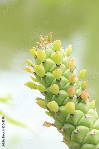 Prickly Pear Cactus © Suphatthra China