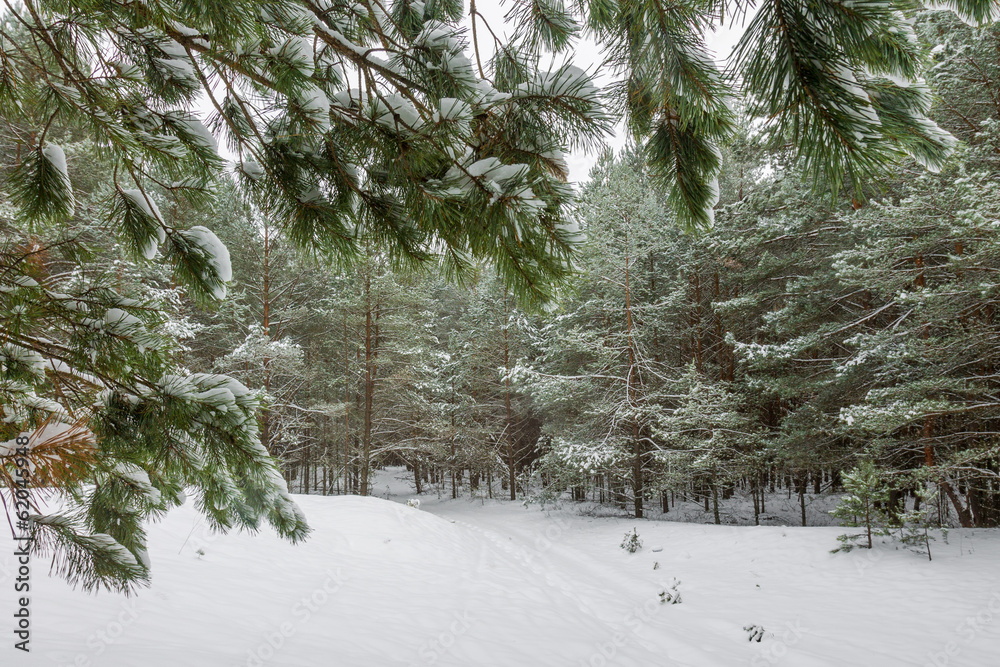 Naklejka premium in the forest