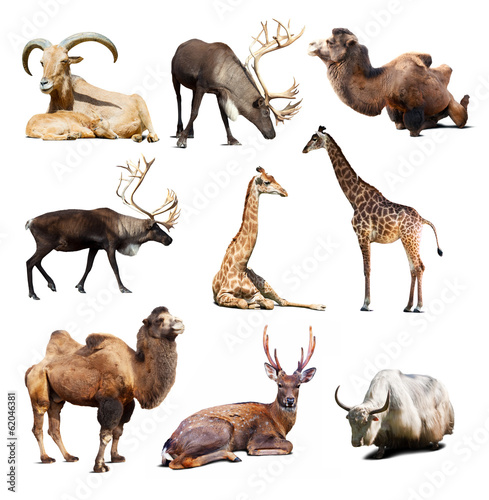 Set of mammal animals over white background with shadows