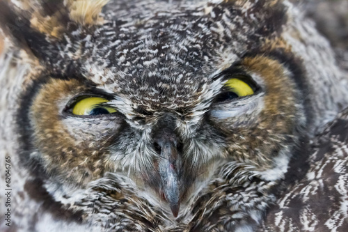 Great Horned Owl © Feng Yu