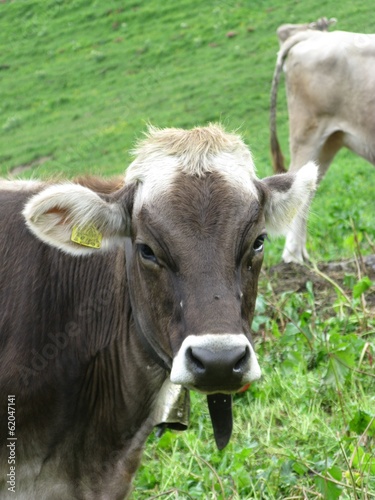 Swiss cows in the mountains of Liechtenstein