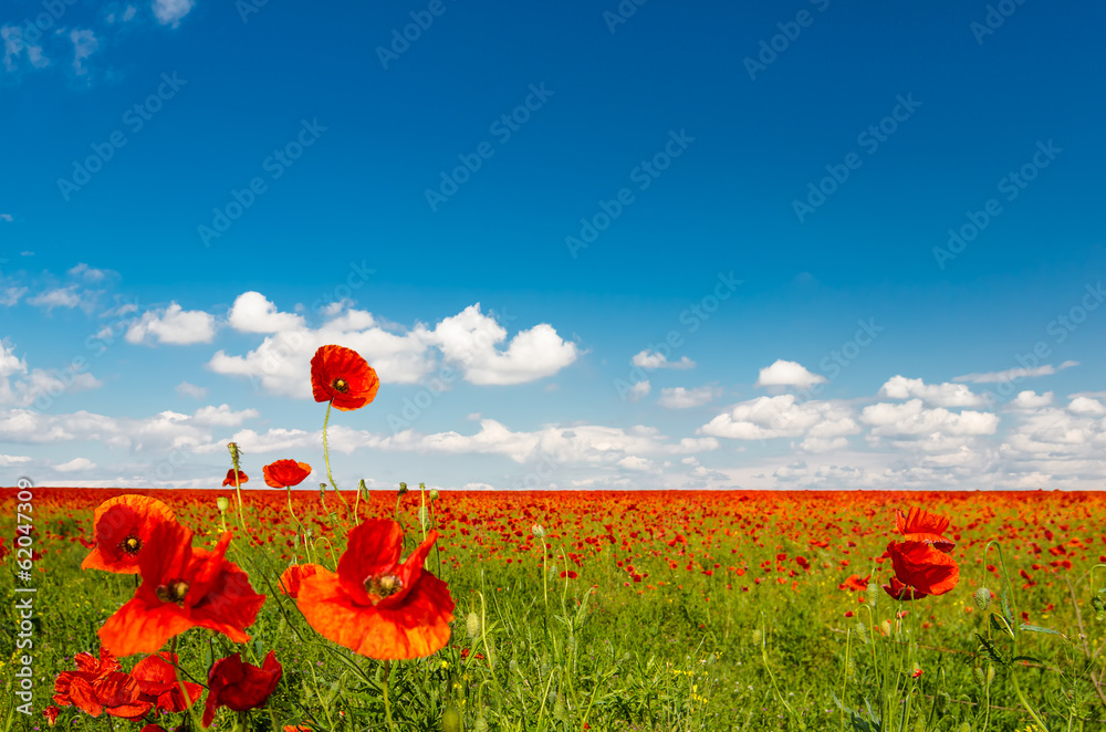 Field of red poppies - obrazy, fototapety, plakaty 