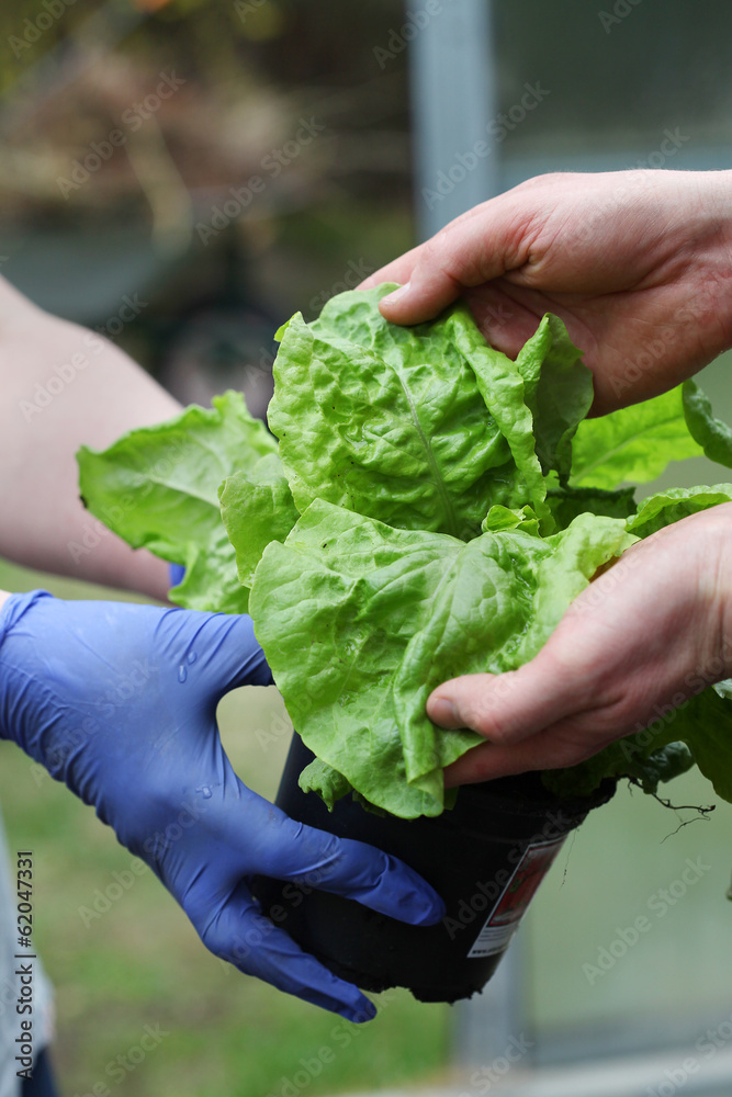 Checking new lettuce seedling