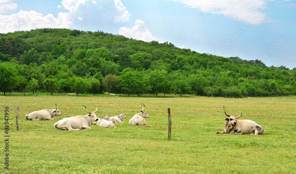 Obraz premium Grey cattle resting on field