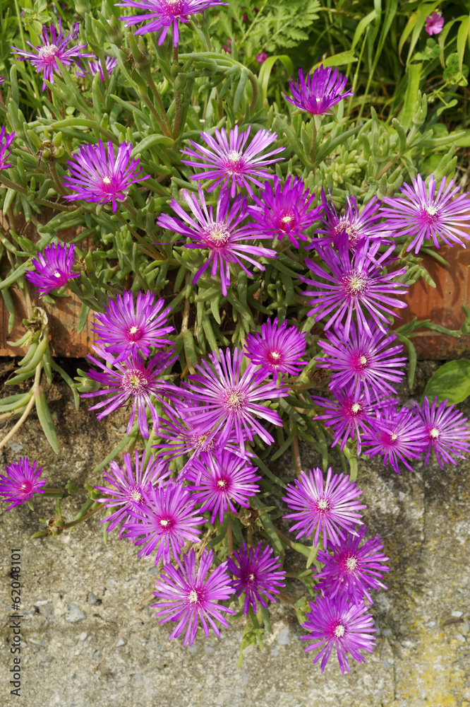 Lots of pink colorful mesembryanthemums