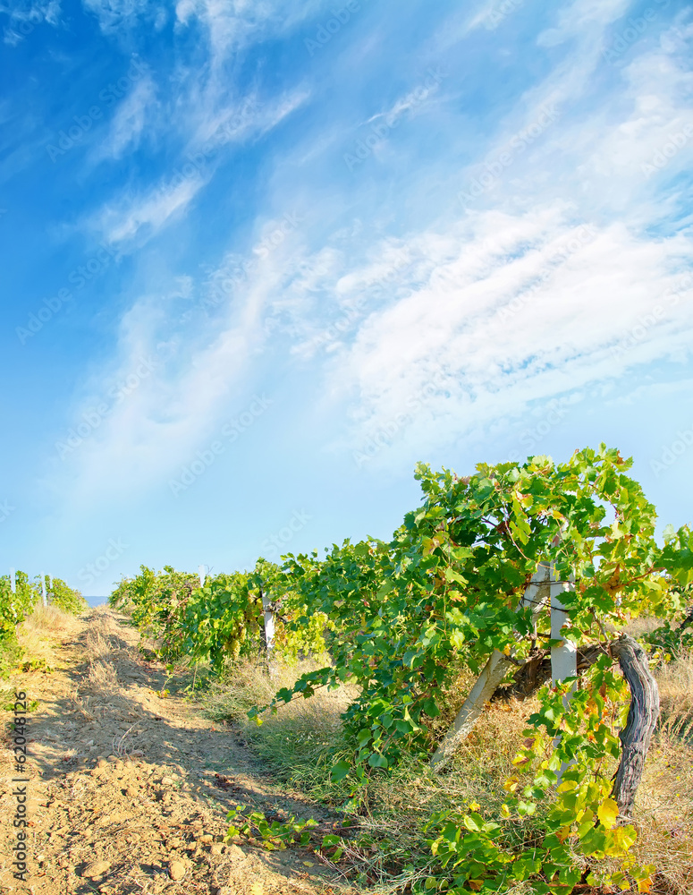 vineyards vineyards