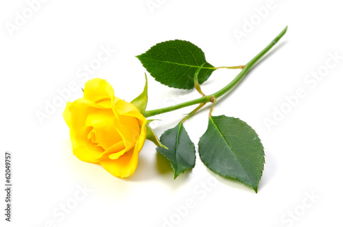 Fototapeta Naklejka Na Ścianę i Meble -  黄色いバラ-Rosa sp.