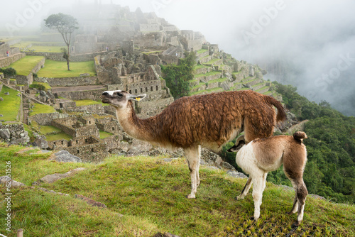 Baby llama suckling, Machu Picchu, Peru.