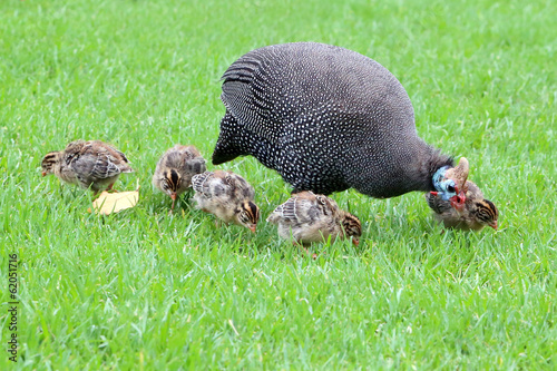 Guinea fowl and chicks photo