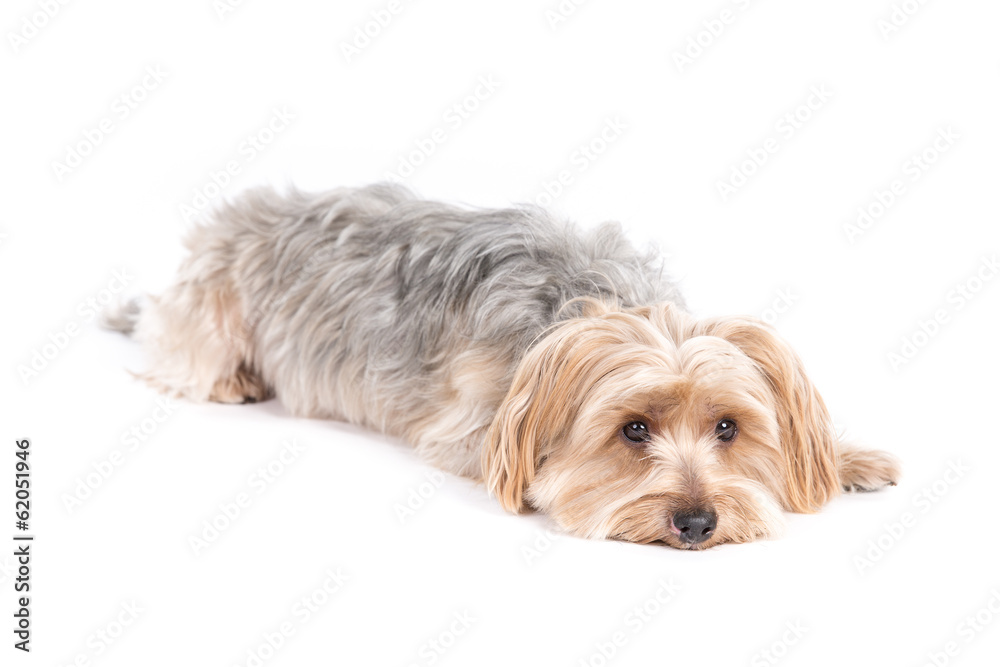 Yorkshire Terrier dog on a white background Yorkshire Terrier dog on a white background