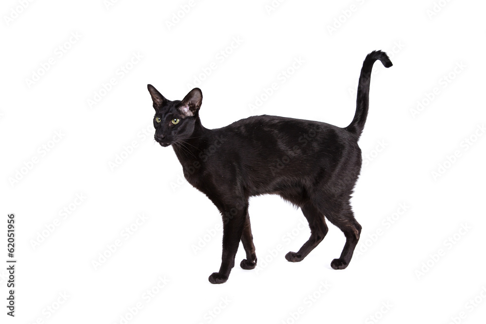 Oriental shorthair cat on a white background