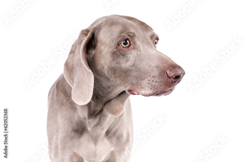 Weimaraner dog on a white background