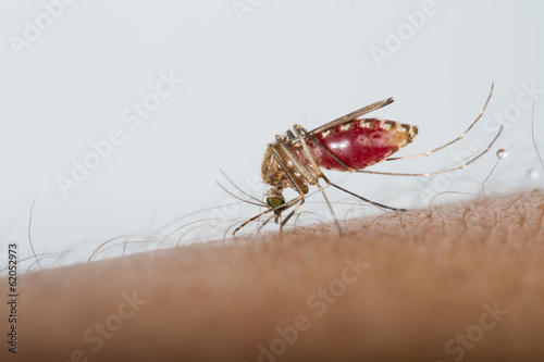 Mosquito sucking blood photo