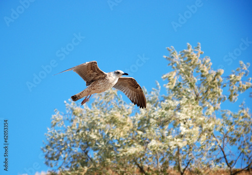 Beautiful seagull