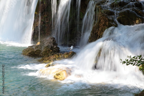 Seagull at the waterfall. Krka National Park