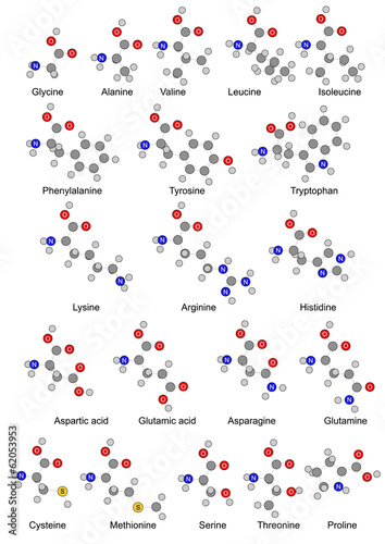 The twenty basic amino acids. Illustration