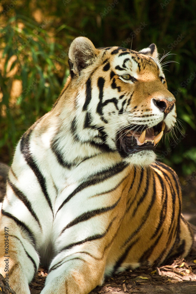 Fototapeta premium Sibirischer Tiger (Panthera tigris altaica)