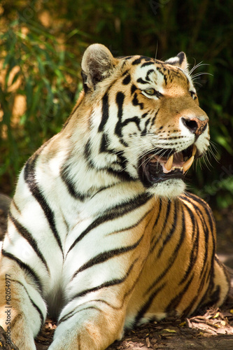 Fototapeta Naklejka Na Ścianę i Meble -  Sibirischer Tiger (Panthera tigris altaica)