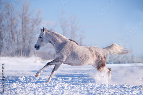 Fototapeta Naklejka Na Ścianę i Meble -  white horse in winter