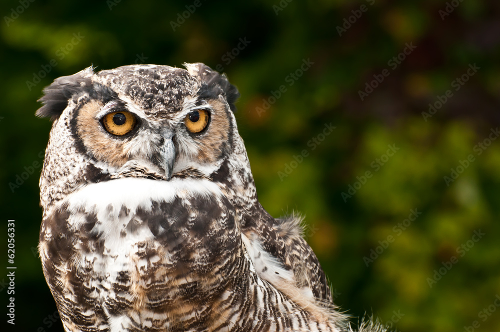 Great Horned Owl