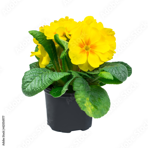 Fototapeta Naklejka Na Ścianę i Meble -  Primula vulgaris
