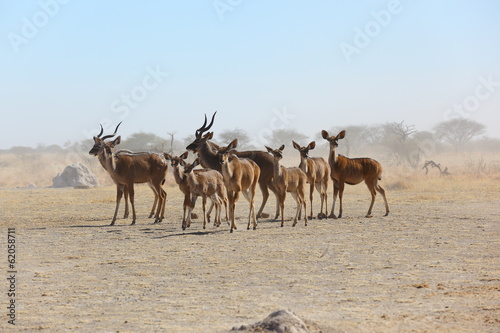 Kudu's in Nxai Pan NP