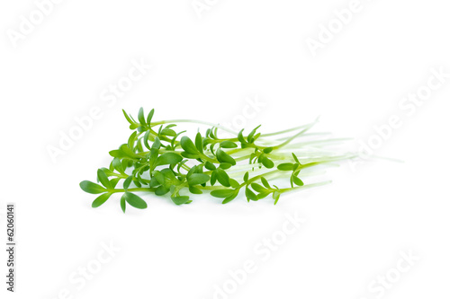 The watercress isolated on white