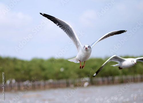 Flying seagulls in action photo