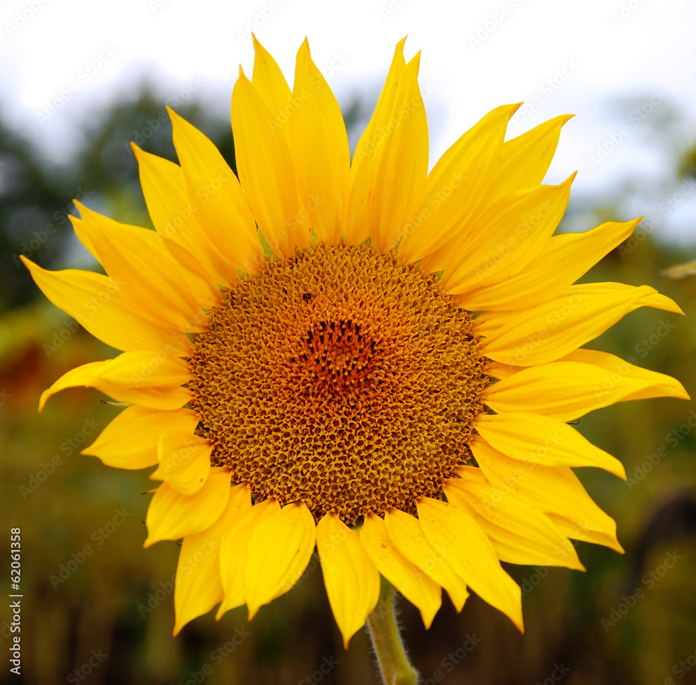 Obraz premium Sunflower