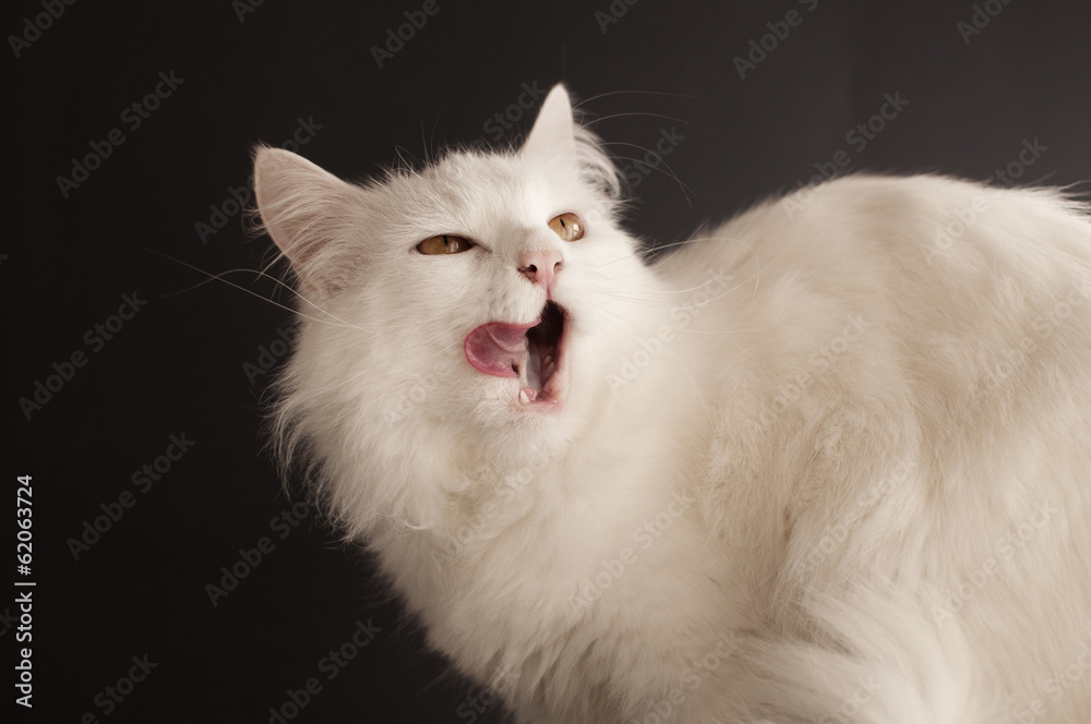 Cat licking its mouth