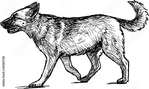 walking dog