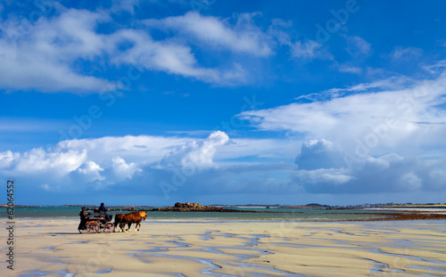 Attelage de chevaux sur la plage de Saint pabu, Bretagne photo