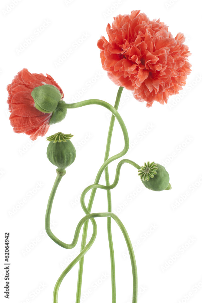 Fototapeta premium poppy