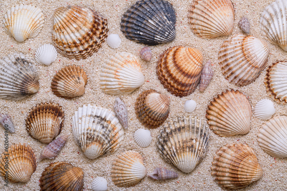 Sea shells with coral sand Sea shells with coral sand