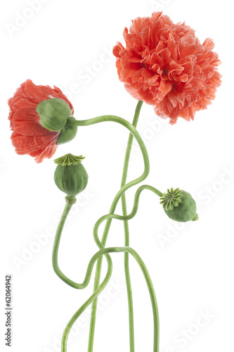 Fototapeta Naklejka Na Ścianę i Meble -  poppy