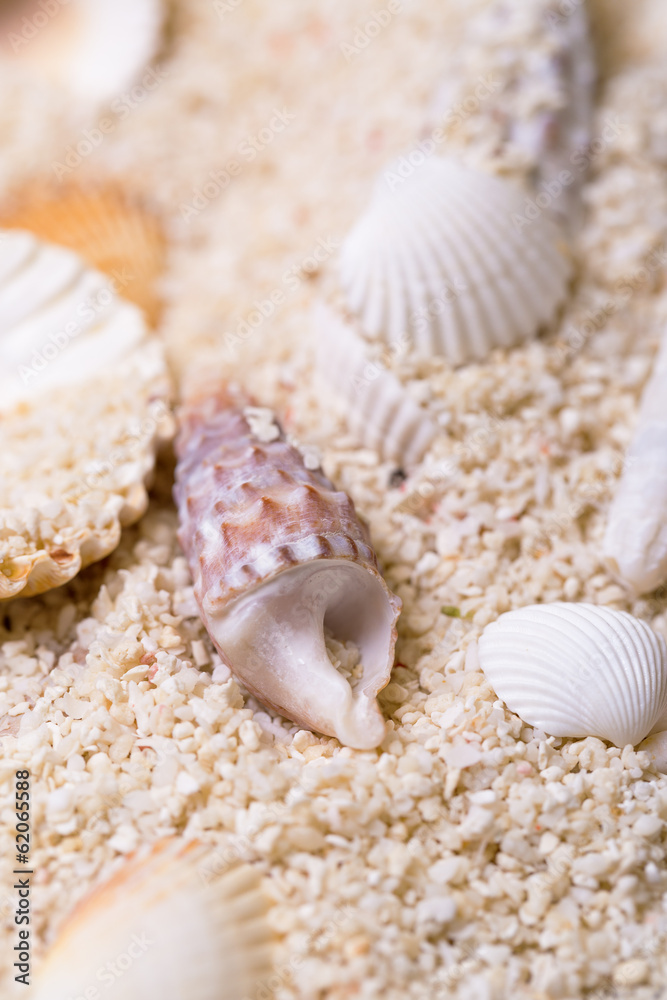 Sea shells with coral sand Sea shells with coral sand