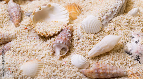 Sea shells with coral sand © Discovod